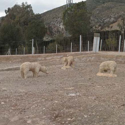 Panorámica Parque Arqueológico Los Cipreses